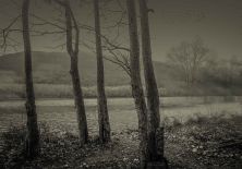winter trees.jpg